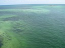 Florida live coral reefs