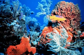 Snorkeling in Biscayne National Park and the Keys