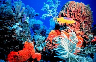 coral reef L