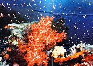 coral reef s
