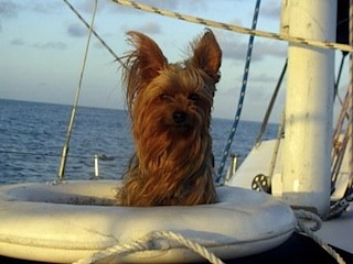 devo sailor xs