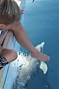 Dolphins during sailing in Florida