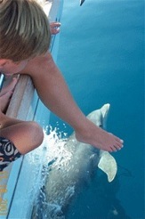 Dolphin-picture