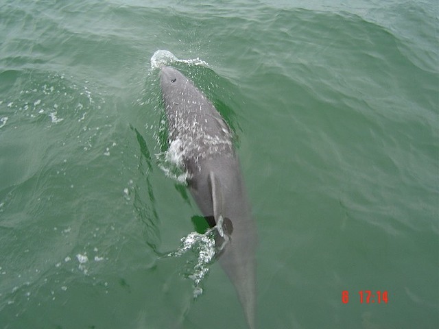 dolphyn