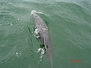 They often accompany us - DOLPHINs