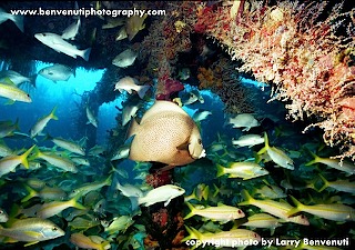 florida_keys_coral_reef_by__textmedium