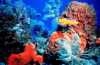 coral_reef_l_textmedium