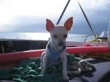 pet friendly sailing xs