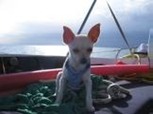 pet friendly sailing xs